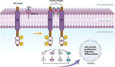 Targeted therapy of RET fusion-positive non-small cell lung cancer